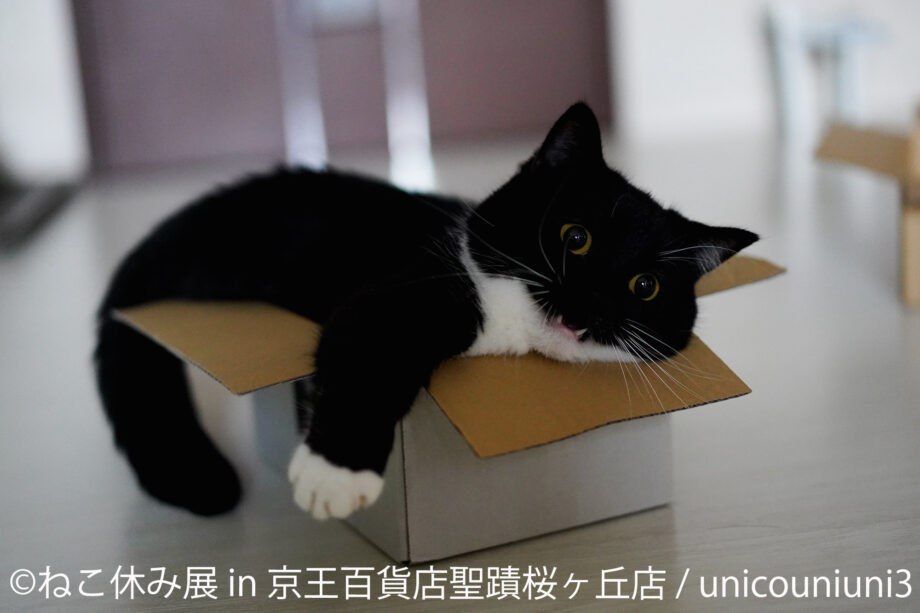 猫好き集まれ！癒しの「ねこ休み展」in 京王百貨店 聖蹟桜ヶ丘 開催　猫の写真 グッズが大集合