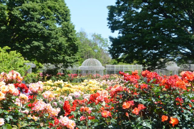 【小田原フラワーガーデン】5月11日から春のローズフェスタ開催　約160種360株のバラが見頃！
