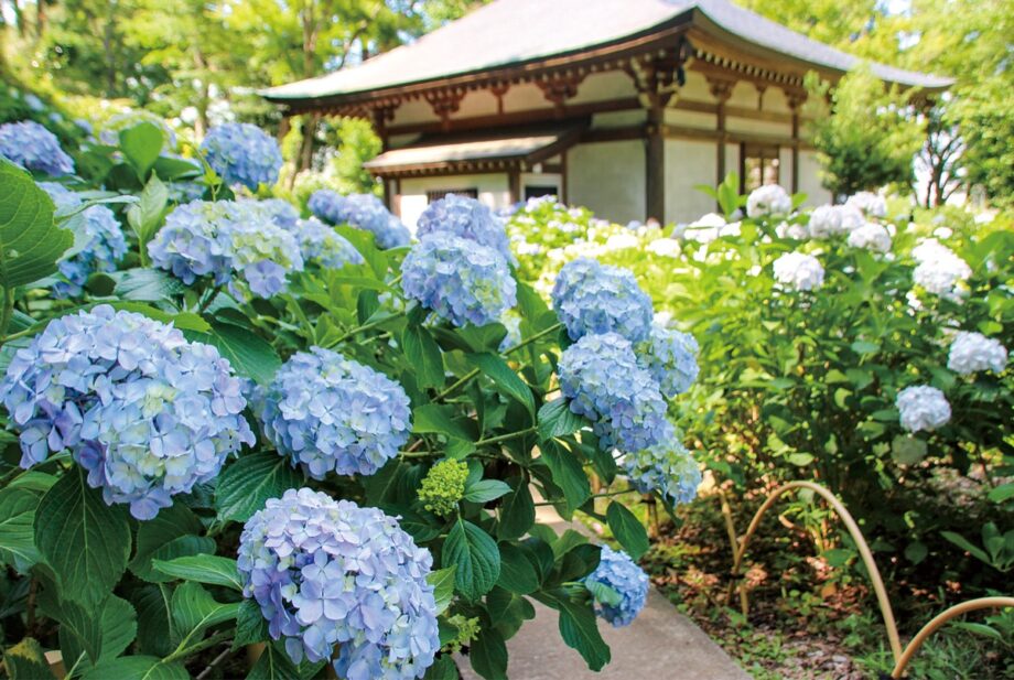 川崎市多摩区の妙楽寺で2023年も恒例の「長尾の里あじさいまつり」【６月18日】野点も4年ぶりに復活＜あじさい号時刻表も掲載＞