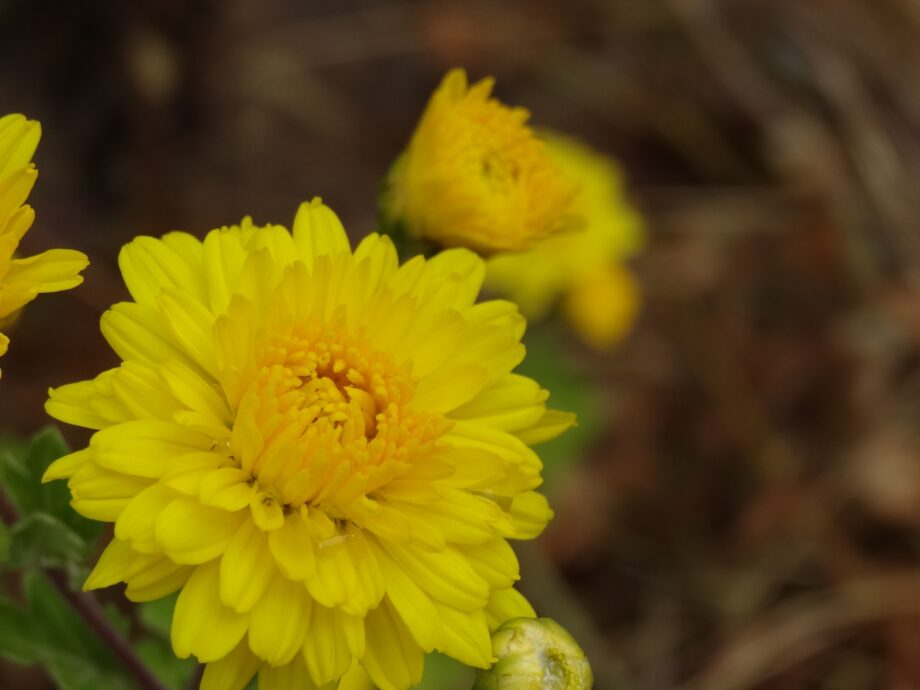<6月14日開催>マリーゴールドやトレニアを植えるイベント@大和市引地台公園内