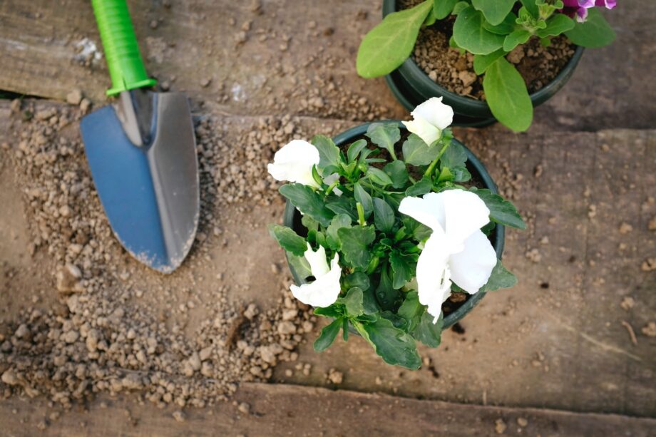 ＜2023年6月29日＞戸塚公会堂で「第16回戸塚区公園愛護会のつどい」花苗プレゼントも