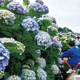 藤沢市の『大清水境川アジサイロード』青や紫、ピンクのアジサイが見頃＜6月11日に４年ぶり”まつり”も復活＞