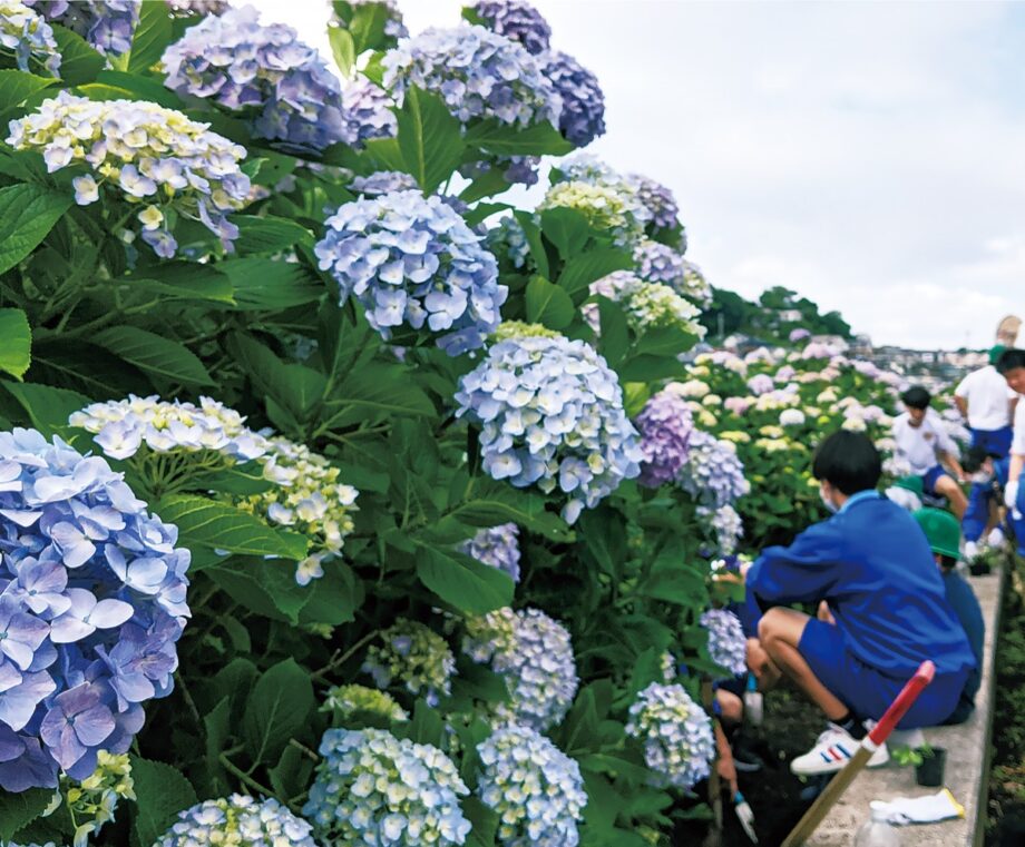 藤沢市の『大清水境川アジサイロード』青や紫、ピンクのアジサイが見頃＜6月11日に４年ぶり”まつり”も復活＞
