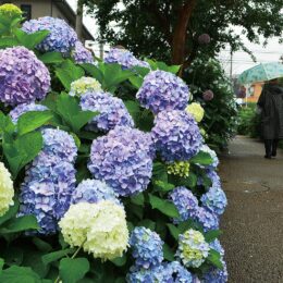 川崎市中原区の江川せせらぎ遊歩道でアジサイが満開～６月いっぱいまでが見頃