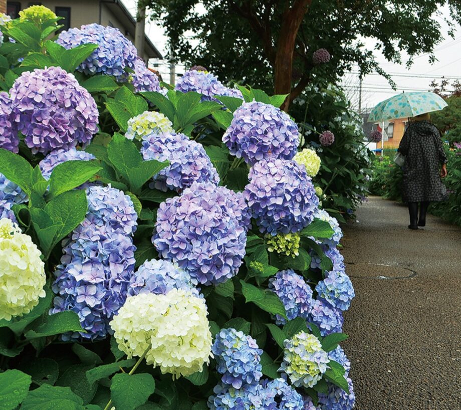 川崎市中原区の江川せせらぎ遊歩道でアジサイが満開～６月いっぱいまでが見頃