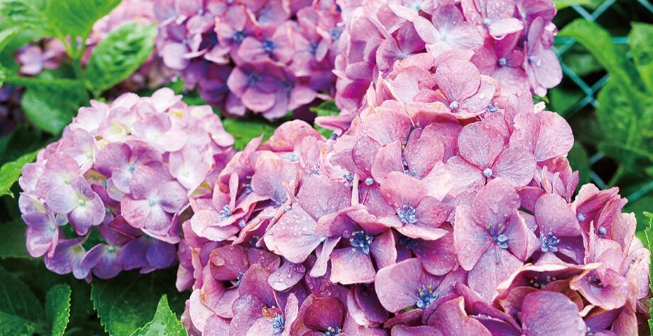 （6月17日）アジサイの名所を巡るウオークイベント　全長およそ５Kmの道のり ＠横浜市瀬谷区