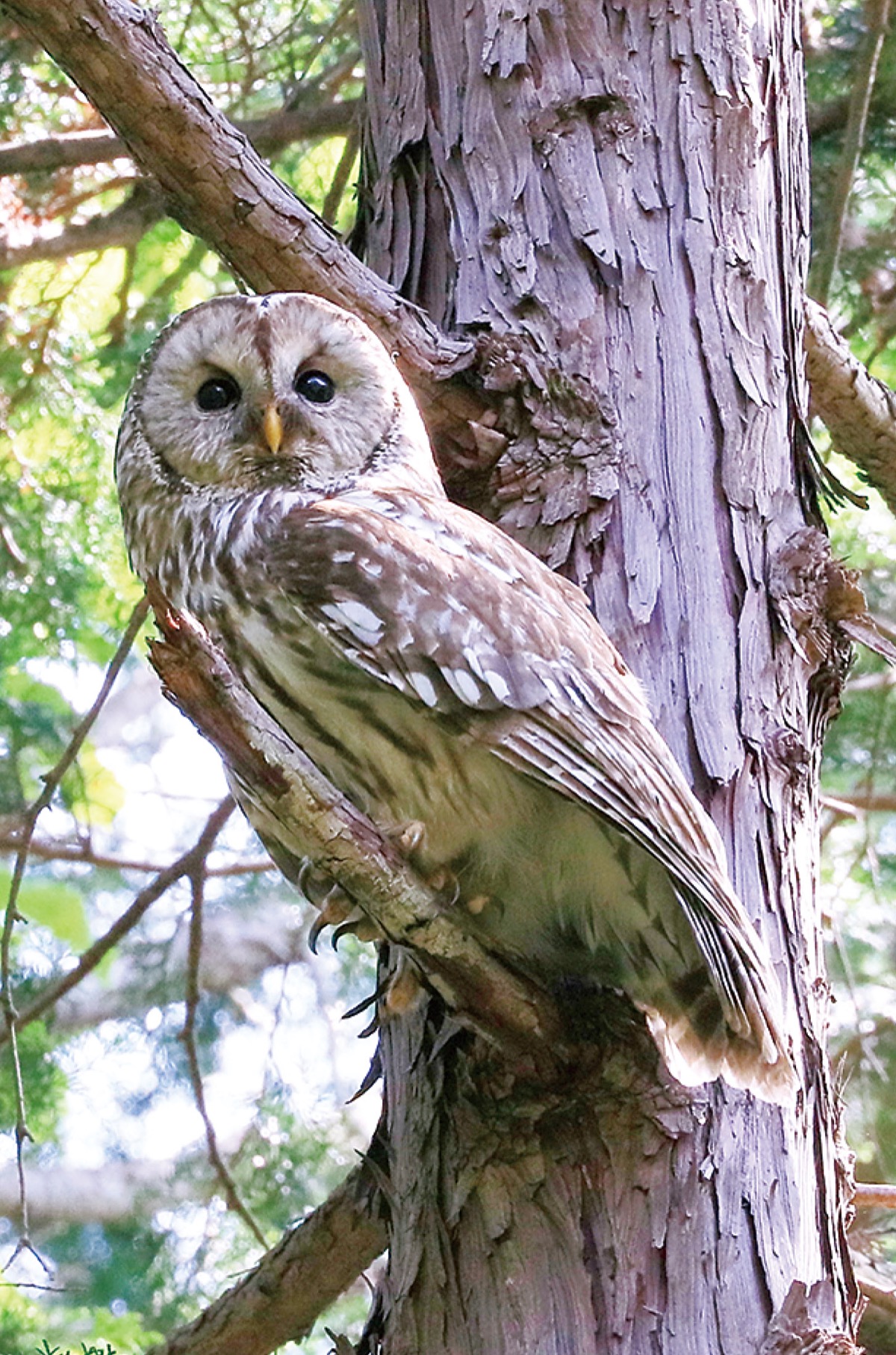 美品 LEONARD ナイロンジャケット コート 花柄 乗馬 蝶 フクロウ ロックスボロ コート(2226LB)｜カナダグース (CANADA GOOSE) 日本公式