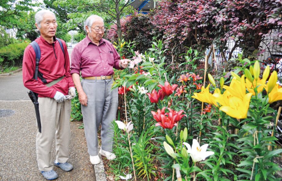 横浜市港北区〈新田緑道〉ユリ約100本が2023年も開花　公園愛護会が尽力