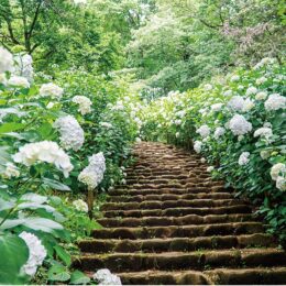 厚木市七沢森林公園 では６月半ばが見頃の「森のあじさい階段」