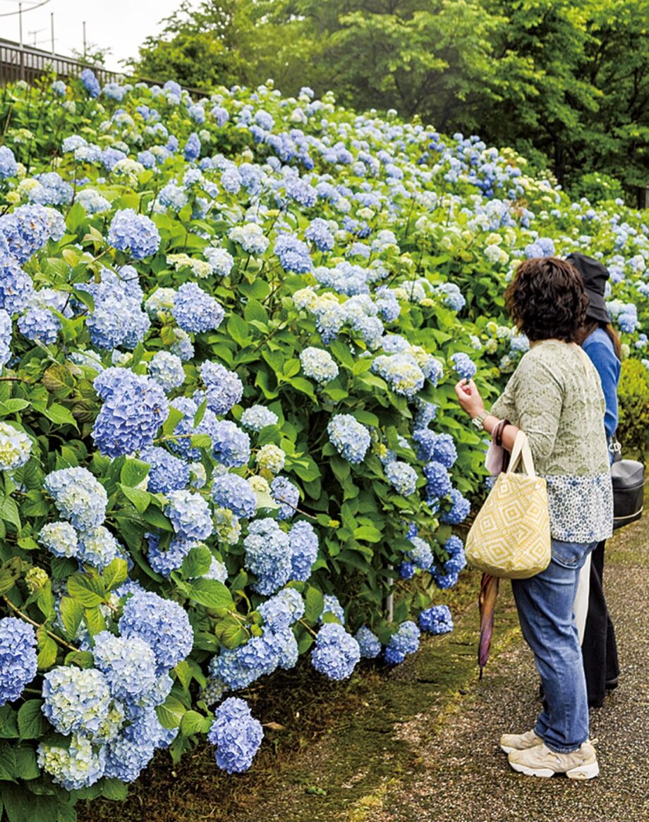 曇天染める可憐な花 2023年も宮ケ瀬でアジサイ見頃