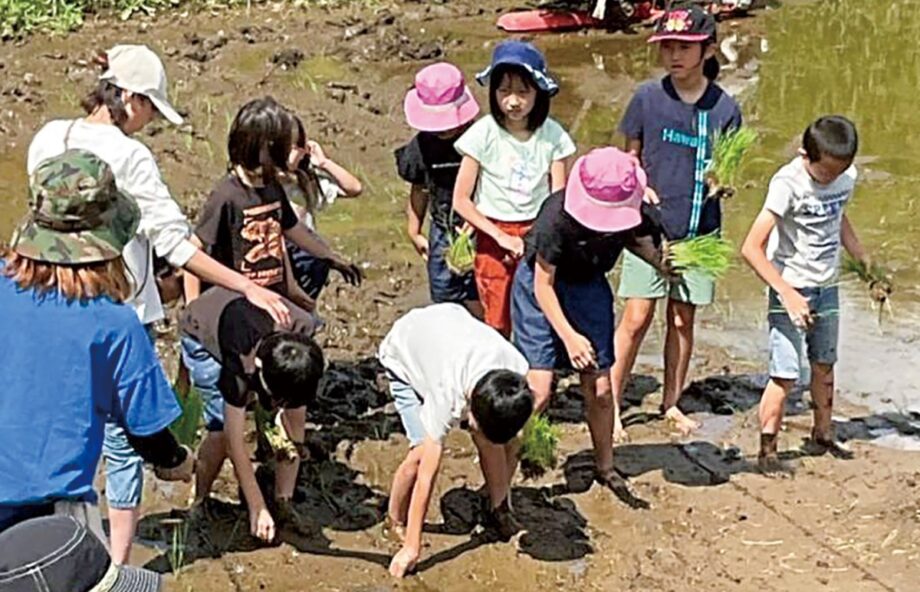 田植え参加募集「ゆめのシステムプロジェクト」稲作を守り発展させる 水田で魚を養殖も＠厚木市