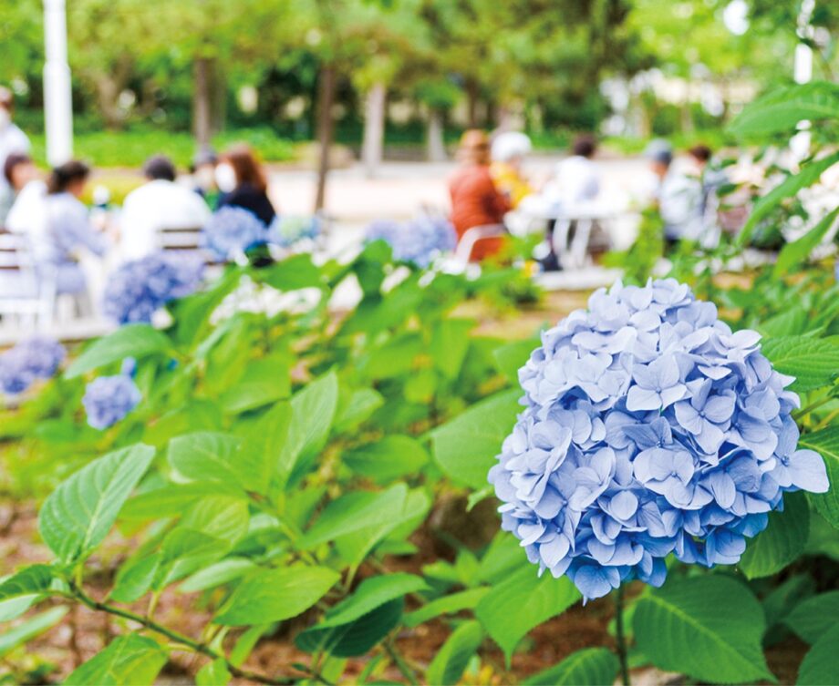 八景島シーパラダイス(横浜市金沢区)で「あじさい祭」　イベントデー、スタンプラリーも