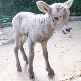 金沢動物園（横浜市金沢区）でオオツノヒツジの赤ちゃん「ビバ」が誕生！国内で飼育は２園のみ