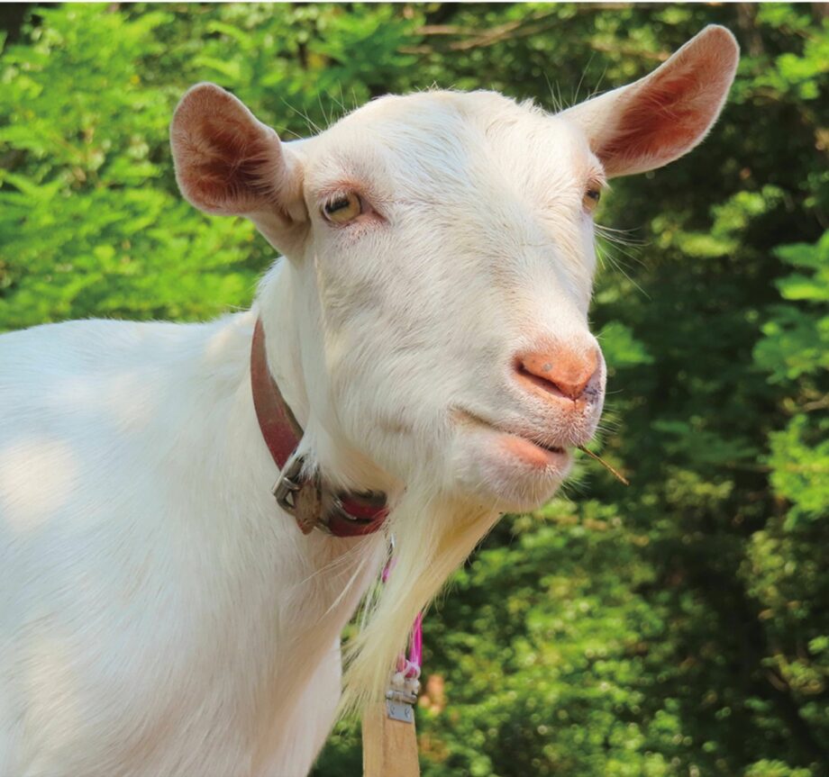 【入場無料】身近な動物たちと触れ合える移動動物園「どうぶつむら」がやってくる＠八王子市別所：ぐりーんうぉーく多摩