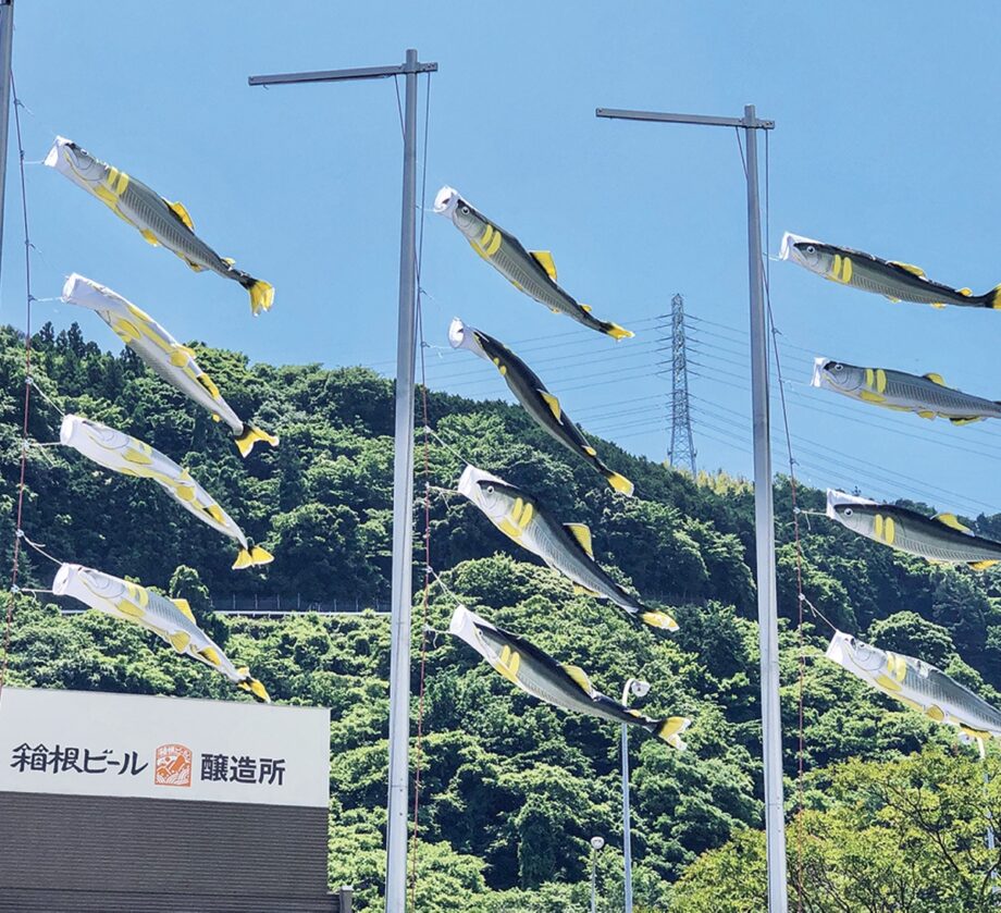 小田原・鈴廣かまぼこの里で新たな風物詩　悠々と空を泳ぐ「鮎のぼり」〈６月３０日(金)まで〉