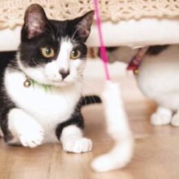 （6月11・24日）猫の譲渡会が開催＠横浜市泉区　弥生台自治会館