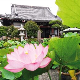 平塚市要法寺でハスの花が見頃に　境内で８０鉢が涼しげに開花