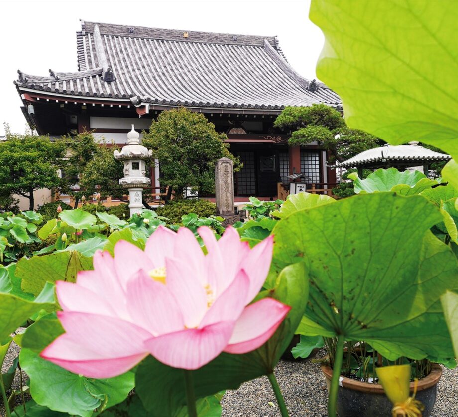 平塚市要法寺でハスの花が見頃に　境内で８０鉢が涼しげに開花