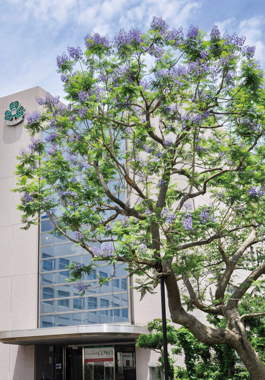 空に映える青紫色・夏の桜と呼ばれるジャカランダ見頃で第8回・市民感謝イベント＠神奈川歯科大