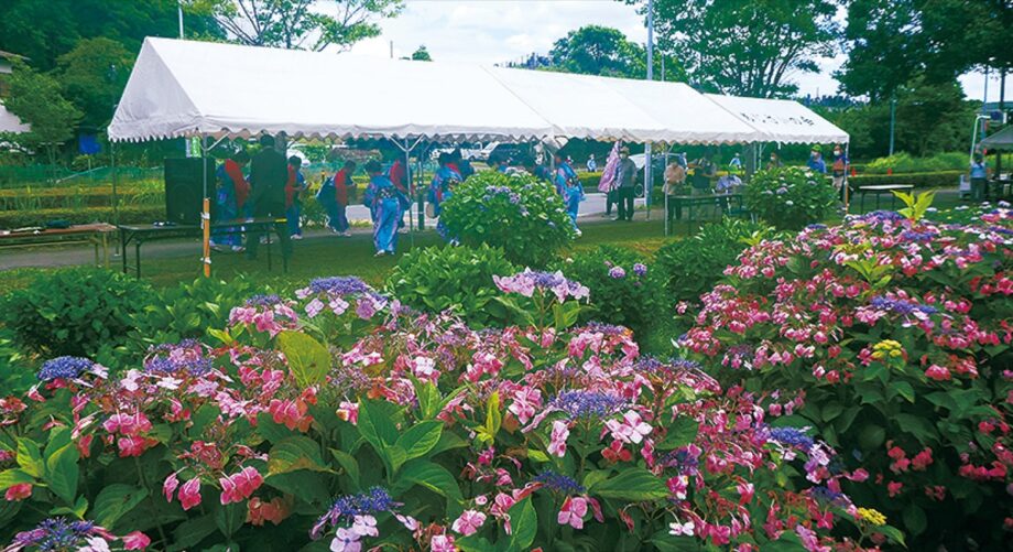 【６月18日（日）】藤沢市で「遠藤あじさいまつり 」小出川沿い500mに500株