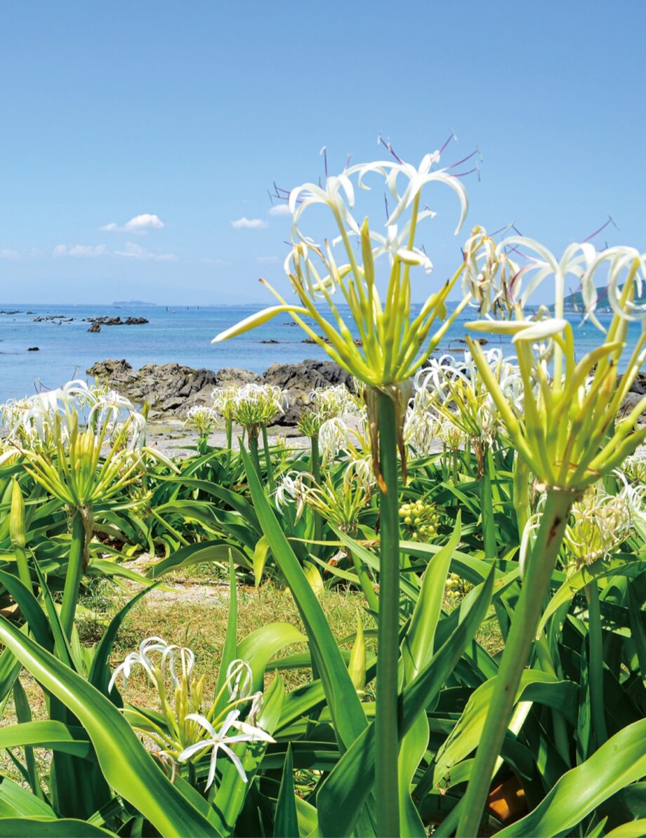 横須賀市の花「はまゆう」天神島臨海自然教育園で約300株の群生