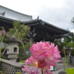 2023年7月、極楽浄土の花、蓮が見ごろを迎えます　妙蓮寺駅前の名刹「妙蓮寺」で一息