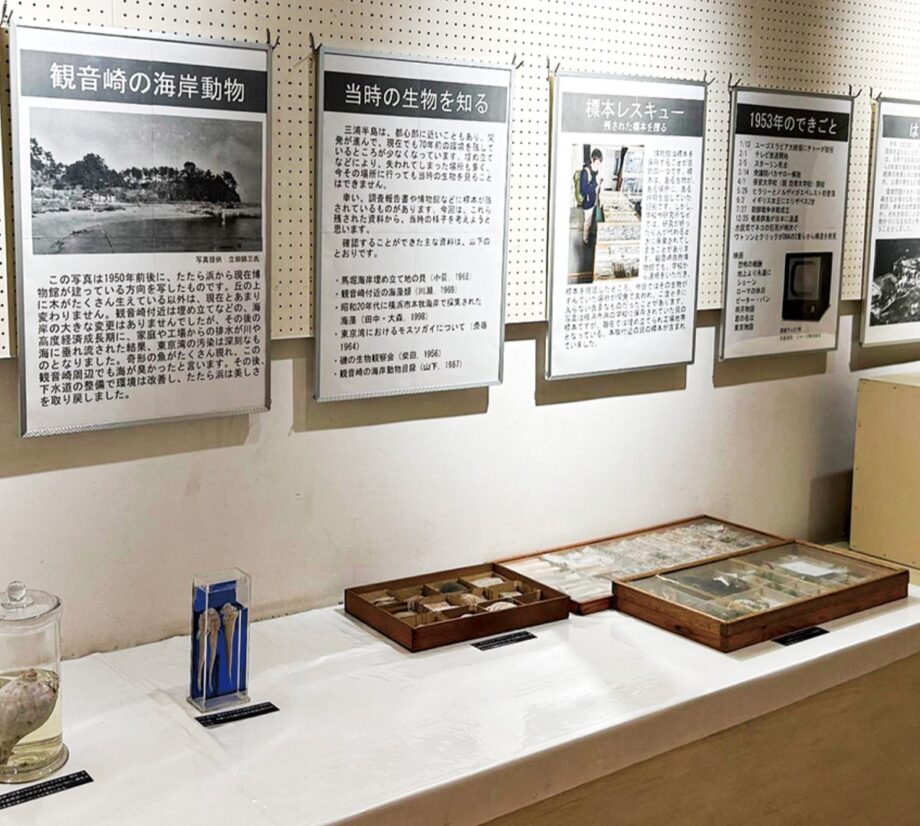 資料で見る70年の環境変化＜観音崎自然博物館で９月末まで特別展＞