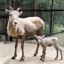 金沢動物園(横浜市金沢区)でオオツノヒツジ誕生！･･2023年２頭目の赤ちゃん