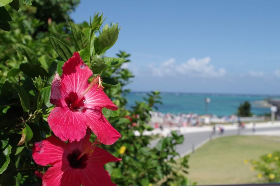 逗子で沖縄満喫！9月2日（土）亀岡八幡宮で開催～泡盛ブースやエイサー披露も～