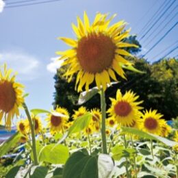 ＜川崎市＞セレサモス麻生店のそばにヒマワリ畑がオープン～８月11日に摘み取り体験！