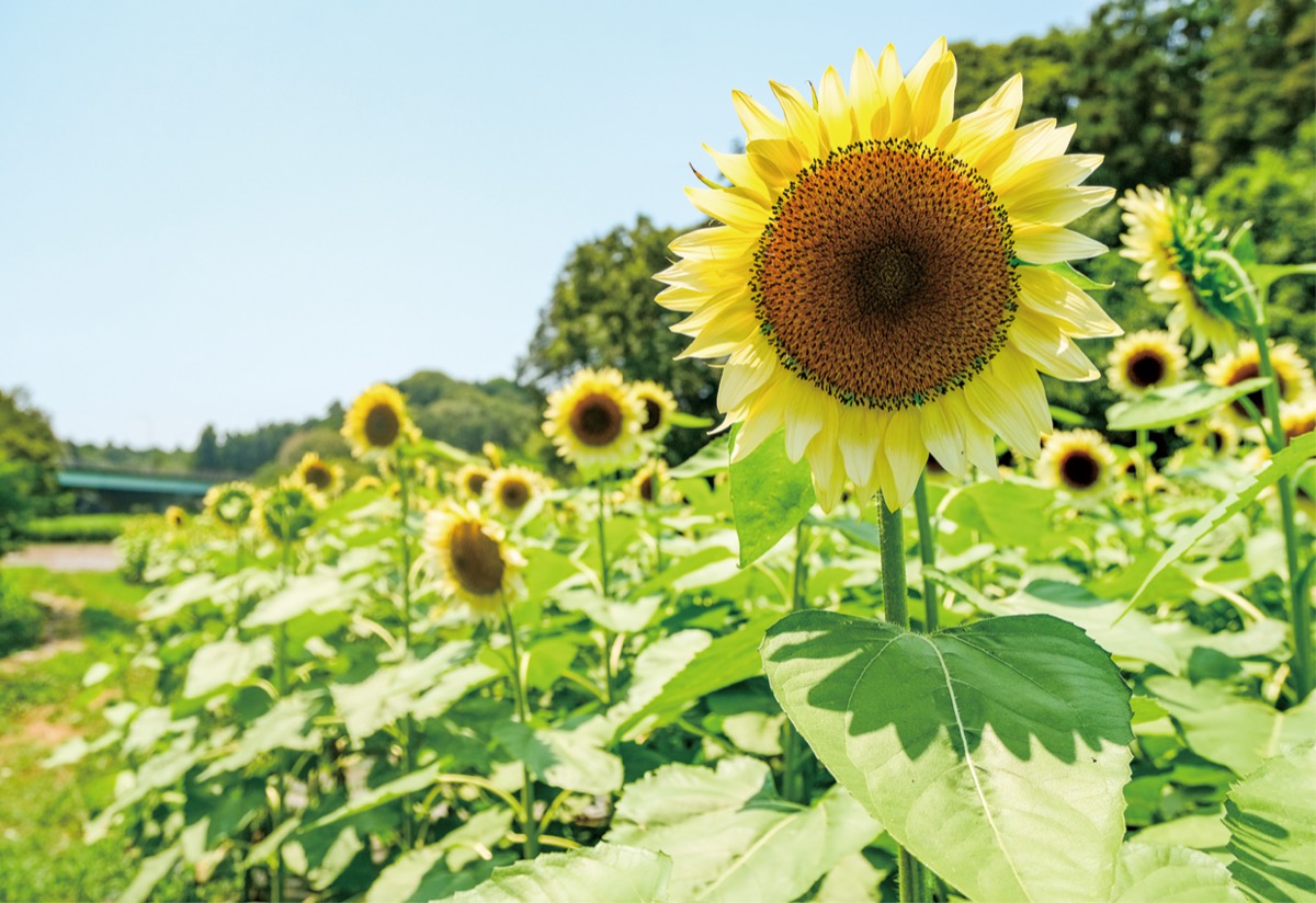花情報】大輪の花満開に 3種のひまわりが見ごろ ＠横浜市旭区 追分
