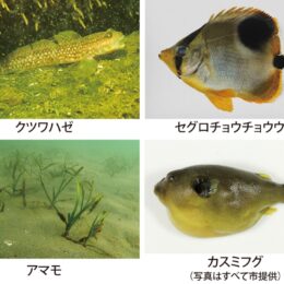 ３種類が初発見！川崎港で南方に生息する魚「クツワハゼ」など見つかる～黒潮大蛇行の影響