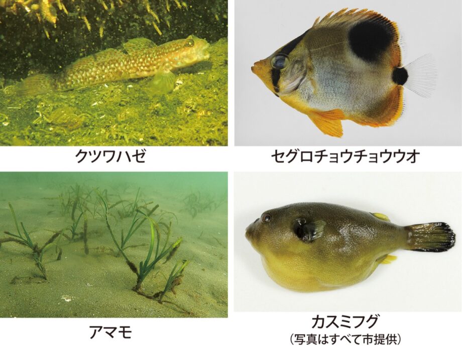 ３種類が初発見！川崎港で南方に生息する魚「クツワハゼ」など見つかる～黒潮大蛇行の影響