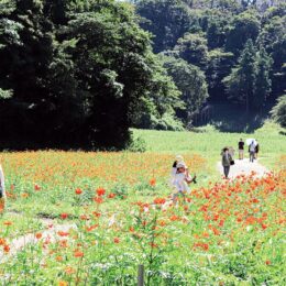 「くりはま花の国」残暑の中に秋の彩り・コスモスの開花リレー始まる10月28日29日には花摘み大会