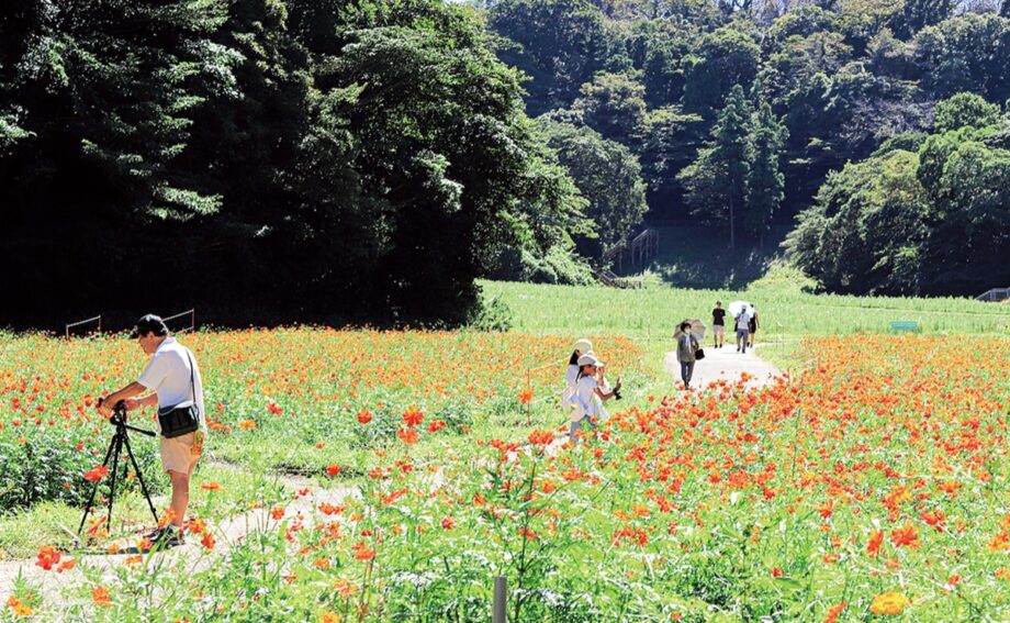 「くりはま花の国」残暑の中に秋の彩り・コスモスの開花リレー始まる10月28日29日には花摘み大会
