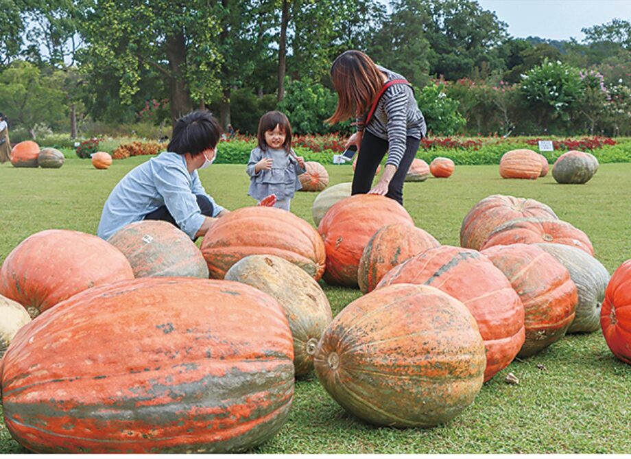 【2023年9月30日～10月31日】大船フラワーセンターで 『ハロウィン企画』オバケカボチャ展示