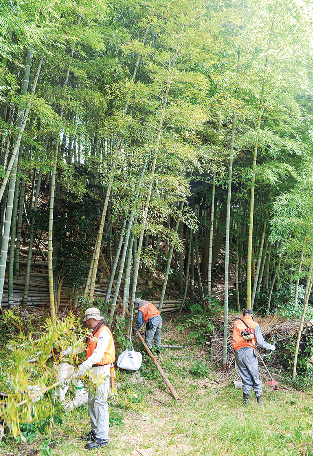 三浦竹友の会」竹林再生、無償で20年 日本古来の風景残す – 神奈川