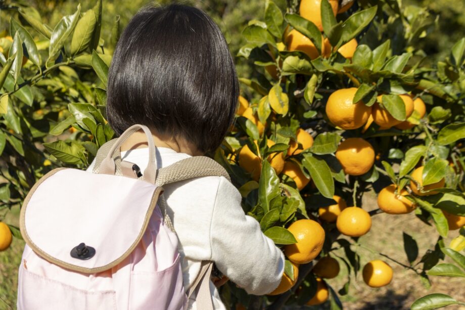 〈ボランティア募集〉障がい児・者ふれあい交流「みかん狩り」伊勢原市社協主催