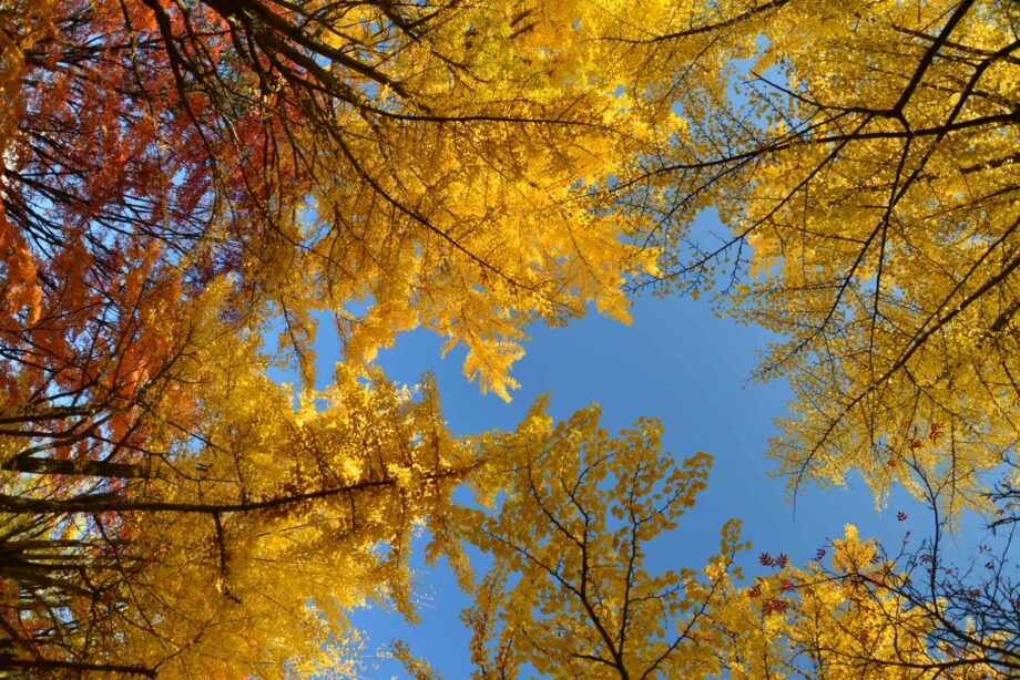 【大学祭「みやこ祭」同時開催】卒業生を招いた交流イベント「ホームカミングデー」＠八王子市：東京都立大学の南大沢キャンパス