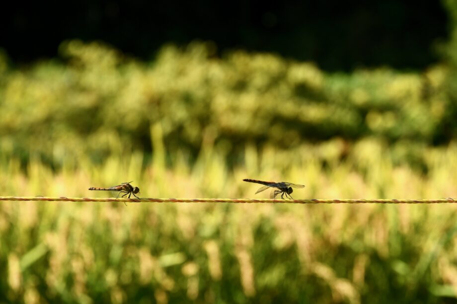 【小学生対象・参加無料・申込不要】こども自然公園「トンボとり大作戦」＠横浜市旭区