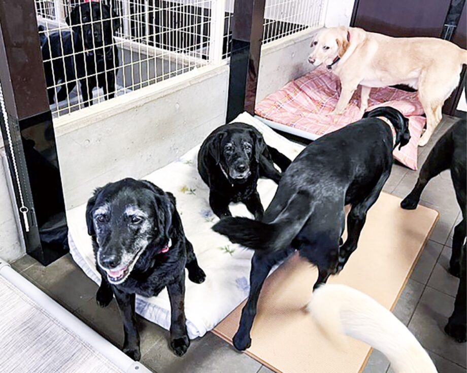 横浜市旭区の｢老犬ホーム｣再建にクラウドファンディング目標金額２０００万円　大雨影響で倒木直撃　(公財)日本補助犬協会