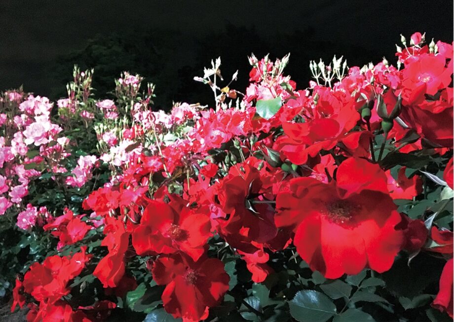 【2023年10月14/15・21/22日】大船フラワーセンター で２週連続『夜間開園』