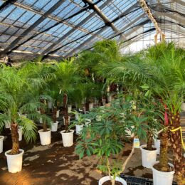 八丈島産フェニックス・ロベレニー、シェフレラなど大型植物からミニ観葉植物まで販売！秦野市「ウナプランタ グリーン」を取材しました