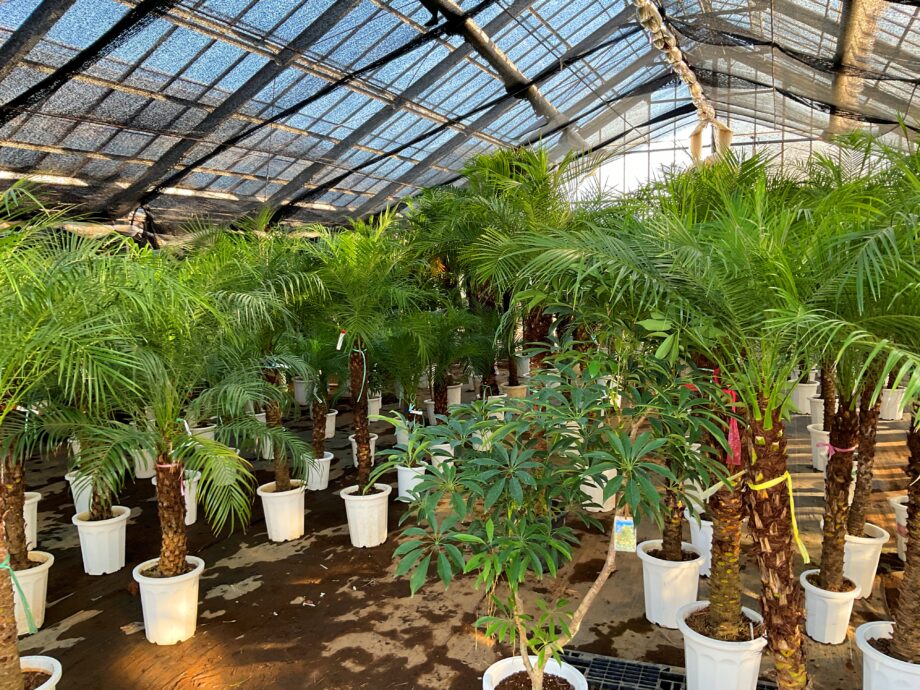 大型温室 観葉植物 プランター - 植物/観葉植物