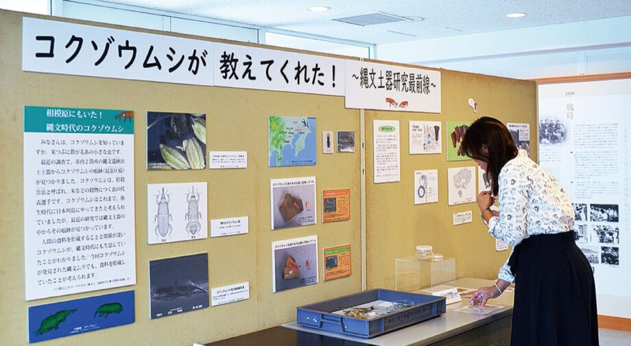 麻布大学いのちの博物館でミニ展示「コクゾウムシが教えてくれた！〜縄文土器研究最前線〜」開催＠相模原市中央区