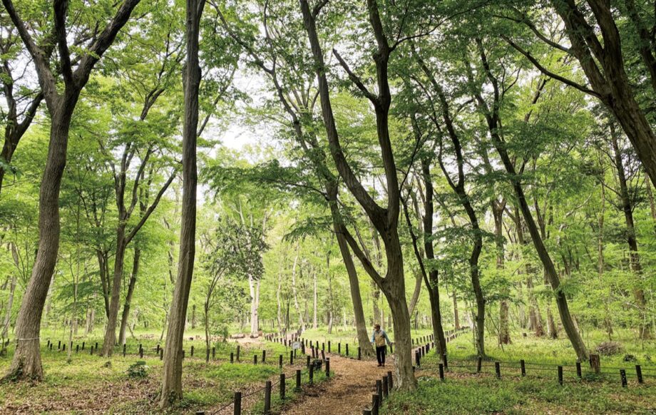 【募集受付11月10日（金）まで】「かながわの美林50選」に選ばれる木もれびの森（相模原市南区大野台）のボランティア講座開講