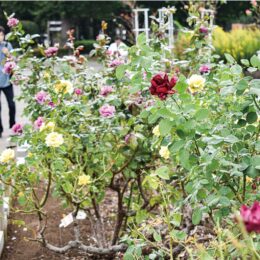 《 11月中旬頃まで 》秋バラ約８００本が見ごろ　香り華やか品種も色とりどりに＠平塚市総合公園