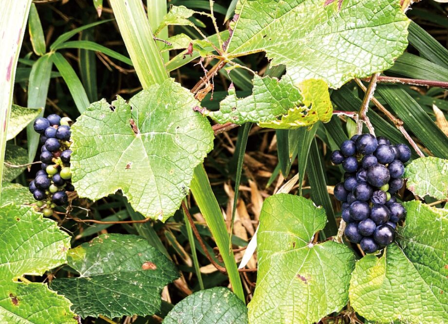 【参加者募集中】10月30日「関東ふれあいの道（尾上中央公園から三崎港まで）散策」