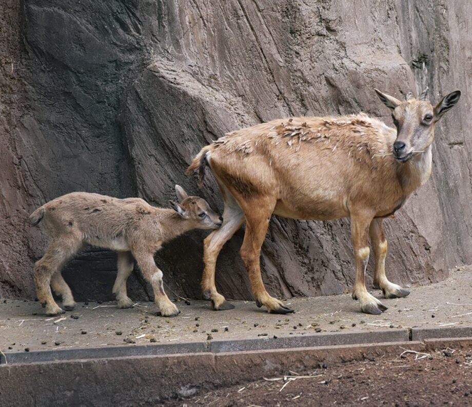 【11月12日】川崎市幸区・夢見ヶ崎動物公園「秋の動物園まつり」野生のヤギ・マーコールの餌やり体験も