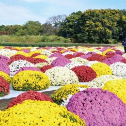 海老名市 高座クリーンセンターで1100株のざる菊　11月下旬ごろまで見頃
